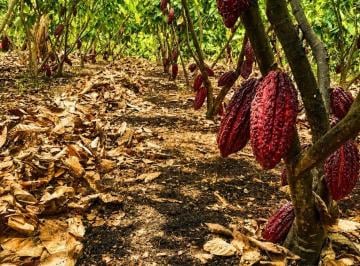 Hacienda-Quinta , Guayaquil · Finca Agricola Productiva 17 Ha Via a La Costa m. Castro