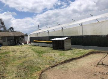 Hacienda-Quinta , Pedro Moncayo · Florícola de 4 Hectáreas - Tabacundo - Producción de Exportación + Potencial de Expansión