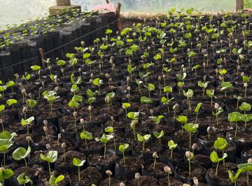 Hacienda-Quinta , Quito · Invierte en Naturaleza, Rentabilidad y Futuro, Finca Productiva en Tulipe