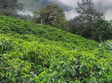 Hacienda-Quinta , Quito · Invierte en Naturaleza, Rentabilidad y Futuro, Finca Productiva en Tulipe