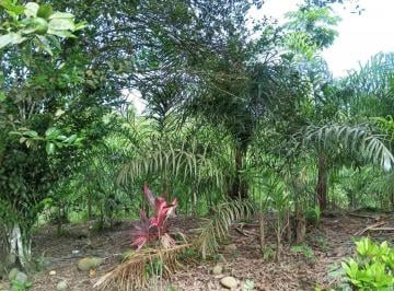 Hacienda-Quinta de 1 habitación, Puerto Quito · Finca Productiva en Puerto Quito