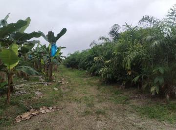 Hacienda-Quinta de 1 habitación, Santo Domingo · Finca de 80 Ha en Venta en Norte de Santo Domingo