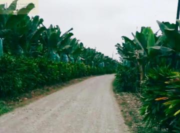 Hacienda-Quinta · 950ha · Bananera en Venta en Quevedo