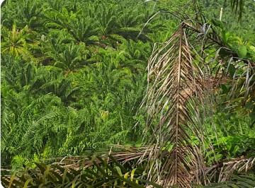 Hacienda-Quinta · 70ha · Palmera en Venta en Mompiche