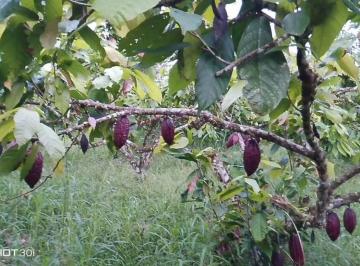 Terreno / Lote , Pedro Vicente Maldonado · Finca Productiva de 5 Hectáreas con Cacao en Pedro Vicente Maldonadoprecio: $95.000 Negociables