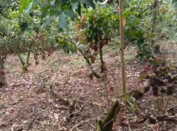 Terreno / Lote , Puerto Quito · 1 Hectárea Cacaotera, con Casa de Hormigón en Puerto Quito – a 100 m de La Vía Asfaltada.