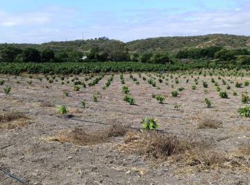 Hacienda-Quinta · 15000m² · Vendo Finca Monard Farm a 15 Minutos de Manta