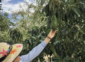 Terreno / Lote · 1000m² · Jal. Terreno Plano Guayllabamba, 1.000 m² con Aguacates Cerca Al Zoológico