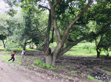 Terreno / Lote · 1312m² · Jal. Terreno Campestre Guayllabamba Quito 1.300 m². con Agua de Riego