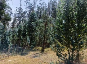 Terreno / Lote , Quito · Arriendo Bosque de Eucaliptos en Tumbaco Sector Tola Chica