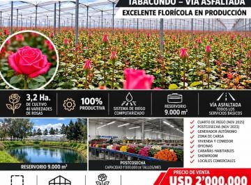 Hacienda-Quinta de 6 habitaciones, Tabacundo · Tabacundo | Venta de Florícola de 4 Hectáreas – 100% Productiva
