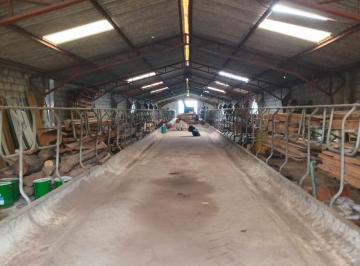 Hacienda-Quinta de 6 habitaciones, Quito · Quinta de 112 Ha Agricolas en Venta en Pifo