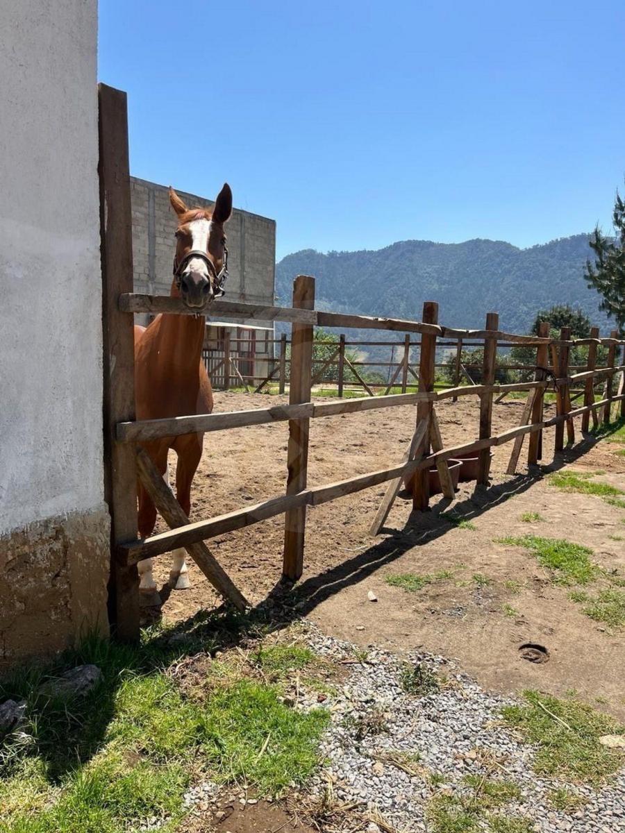 Farm for Sale in Tomatlán Village